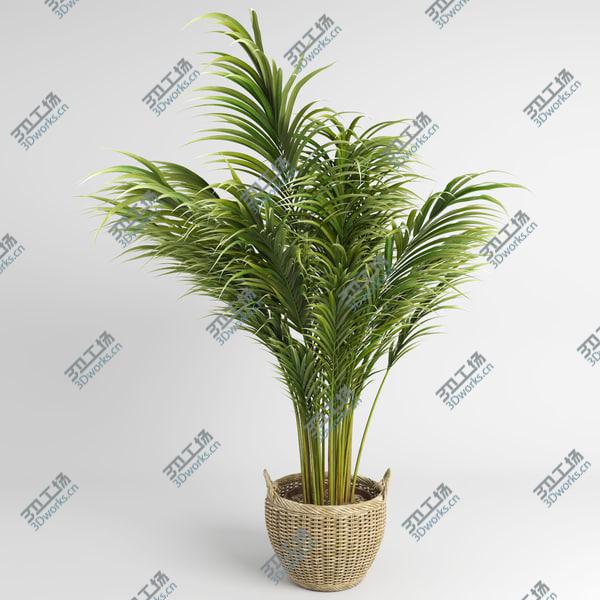 images/goods_img/20210312/Areca Palm Trees (GrowFX)/3.jpg